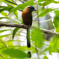 Whooping Motmot